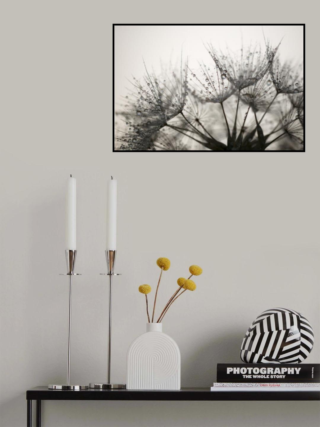 Fluff with dew Poster och Canvastavla