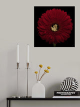 Center of Attention with the Hourgass Tree Frog Poster och Canvastavla