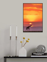 Giraffe under sunshine Poster och Canvastavla