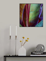 Banana skin Poster och Canvastavla