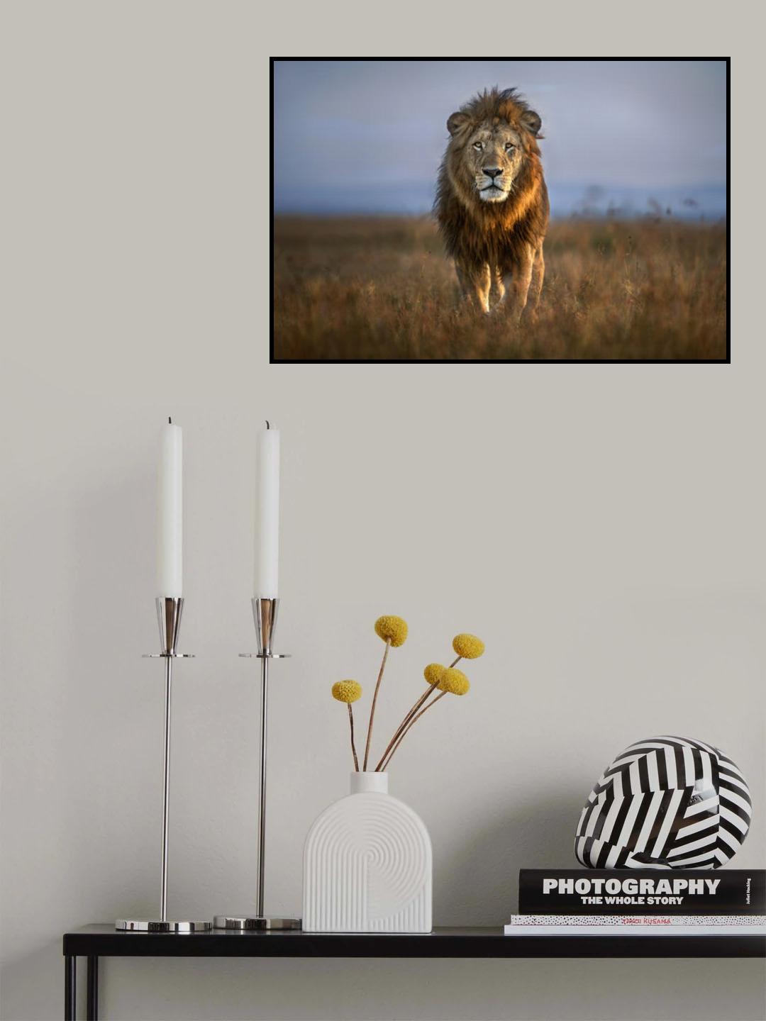 Lion Close Up Poster och Canvastavla