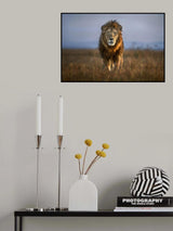 Lion Close Up Poster och Canvastavla