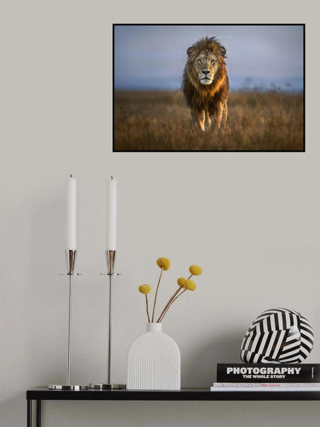 Lion Close Up Poster och Canvastavla