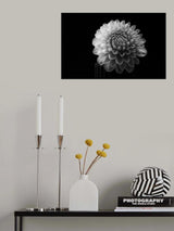 Dahlia Poster och Canvastavla
