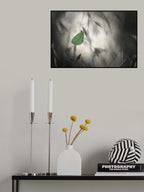 Douce nuit Poster och Canvastavla