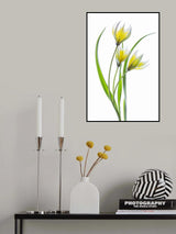 ~~Tulipa~~ Poster och Canvastavla