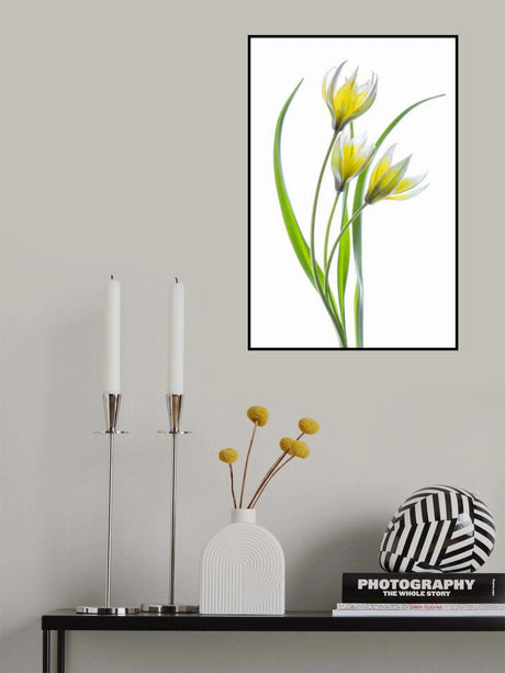 ~~Tulipa~~ Poster och Canvastavla
