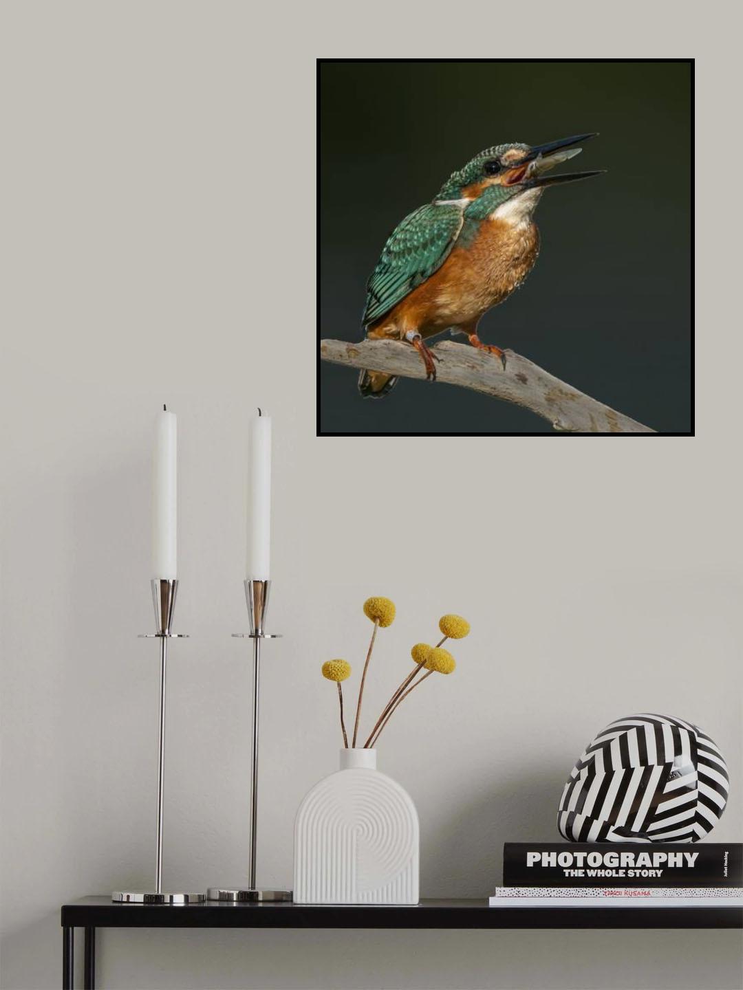 Kingfisher Poster och Canvastavla