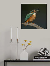 Kingfisher Poster och Canvastavla