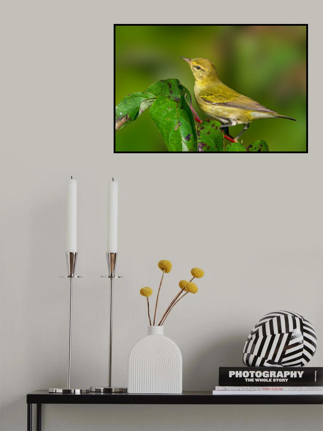 Tennessee warbler Poster och Canvastavla