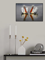 Dalmatian Pelicans Poster och Canvastavla