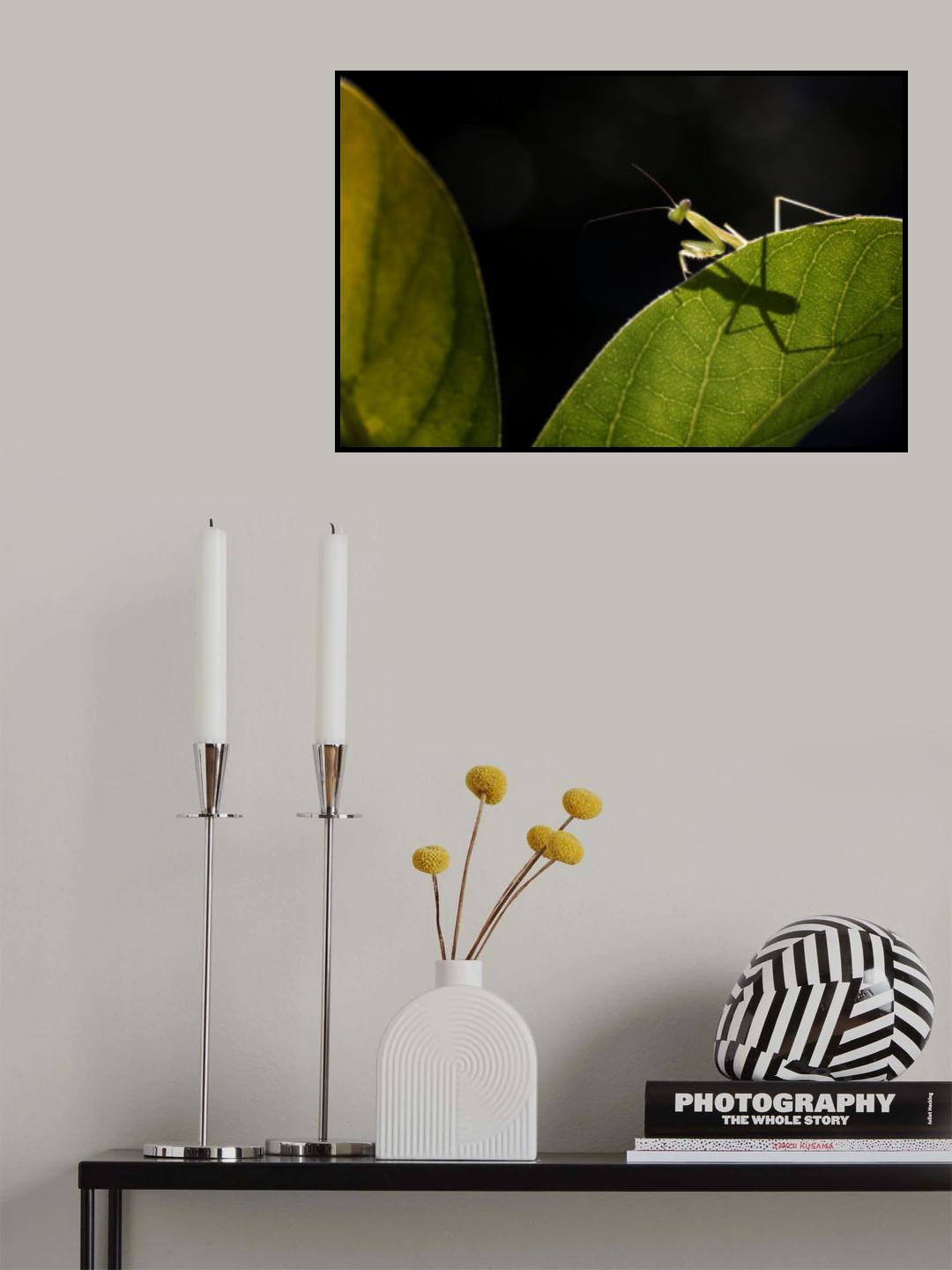 Little Praying Mantis Poster och Canvastavla