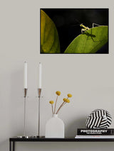 Little Praying Mantis Poster och Canvastavla