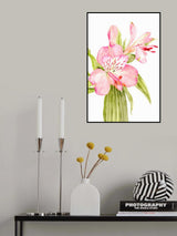 Pink watercolor alstroemeria Poster och Canvastavla