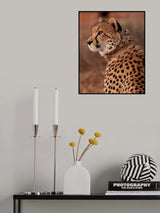 Cheetah At Sunset Poster och Canvastavla