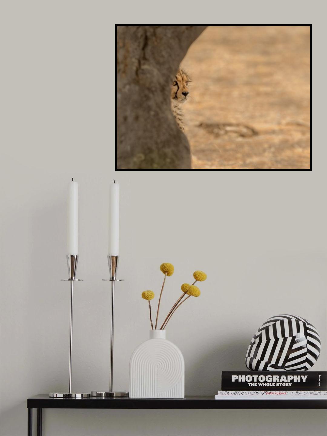Cheetah hiding Poster och Canvastavla
