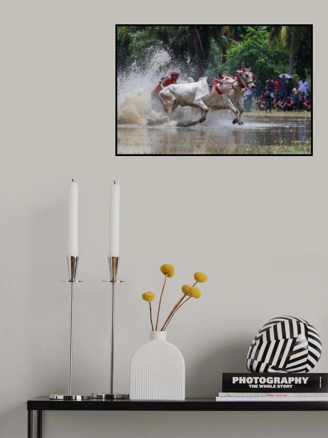 Moichara cattle race fastival Poster och Canvastavla
