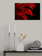 Gerbera leaf and water drops Poster och Canvastavla