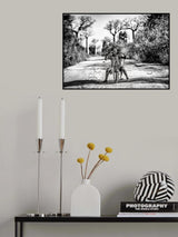 Having fun among baobabs Poster och Canvastavla