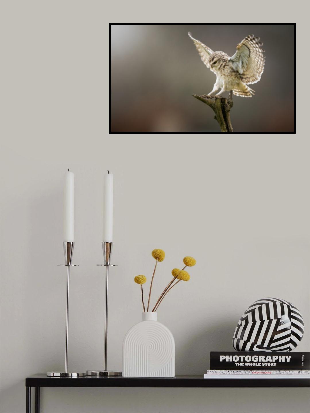 steenuiltje Poster och Canvastavla