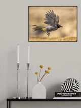 Bulbul Poster och Canvastavla