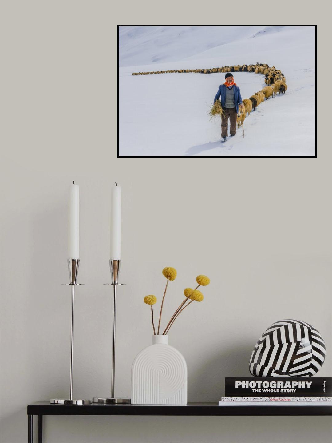 Sürü Poster och Canvastavla
