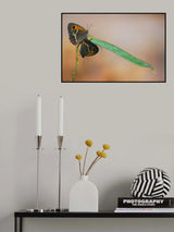 Spanish Gatekeeper Poster och Canvastavla