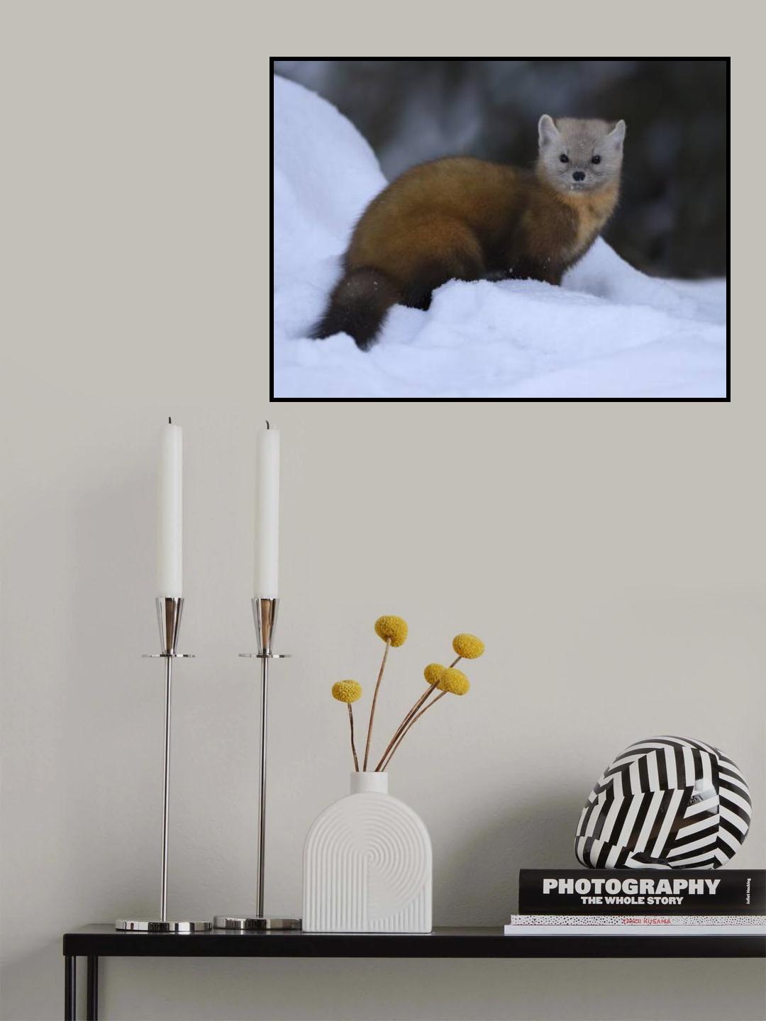 Pine Marten on snow Poster och Canvastavla