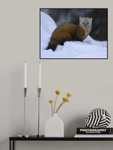 Pine Marten on snow Poster och Canvastavla