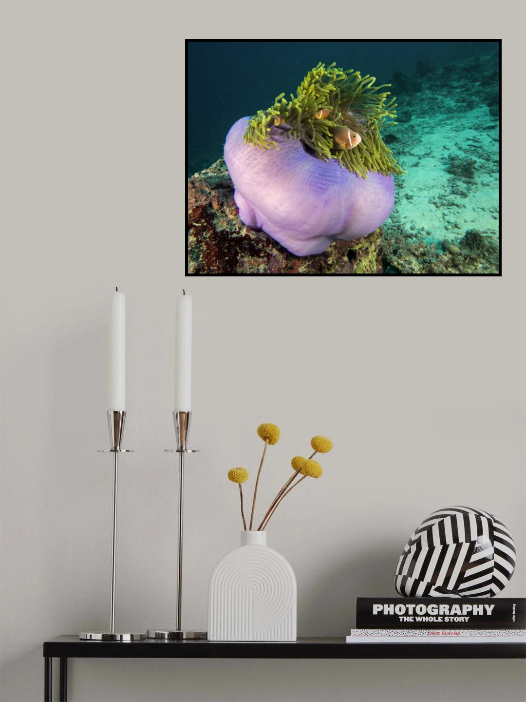 Purple Anemone Poster och Canvastavla