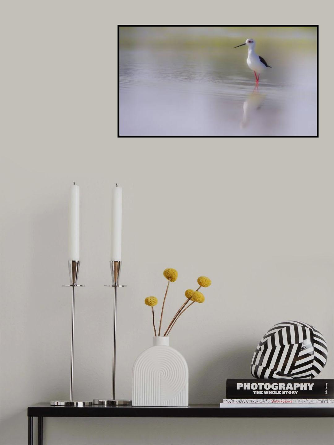 Black-winged stilt. Poster och Canvastavla