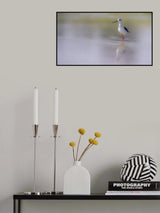 Black-winged stilt. Poster och Canvastavla
