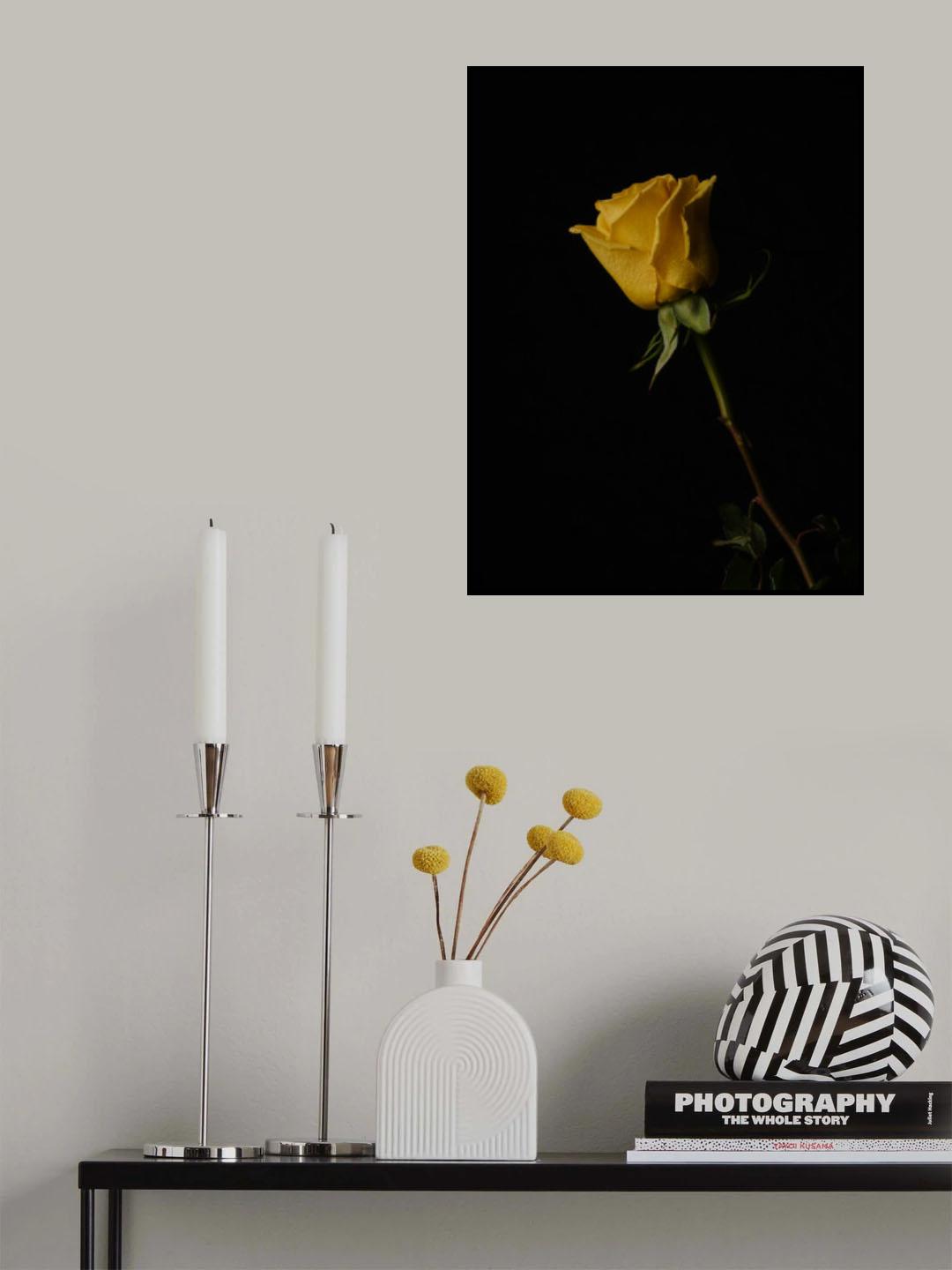 yellow rose Poster och Canvastavla