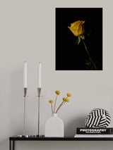 yellow rose Poster och Canvastavla