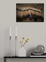 Sheep milking Poster och Canvastavla