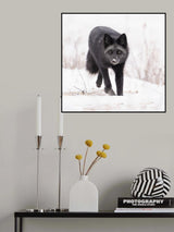 Poster och Canvastavla