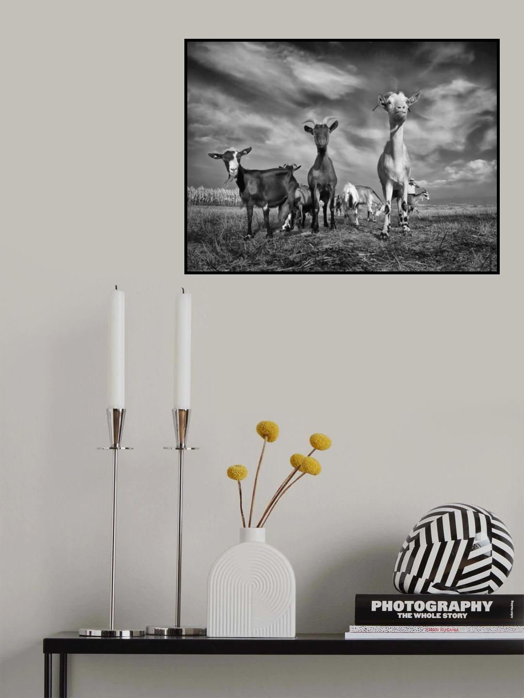 The goats Poster och Canvastavla