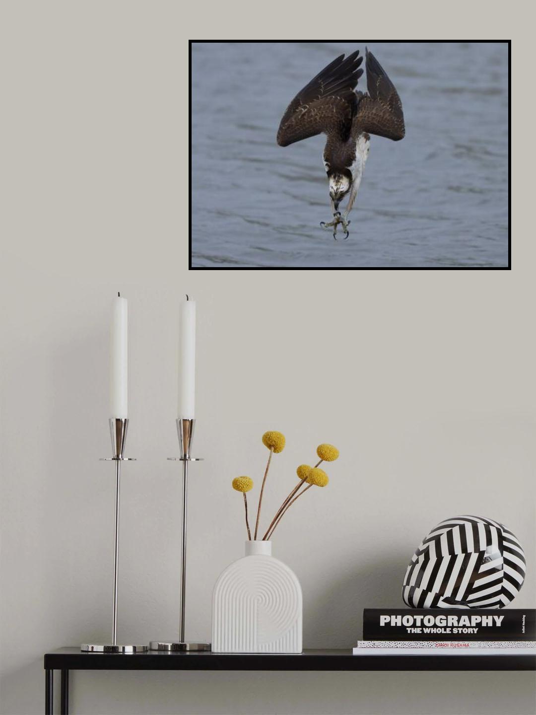 Osprey diving Poster och Canvastavla