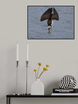 Osprey diving Poster och Canvastavla