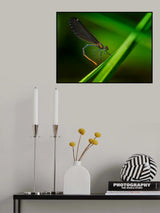 Beautiful demoiselle	 Poster och Canvastavla