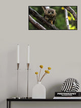 Ruru 10 Poster och Canvastavla