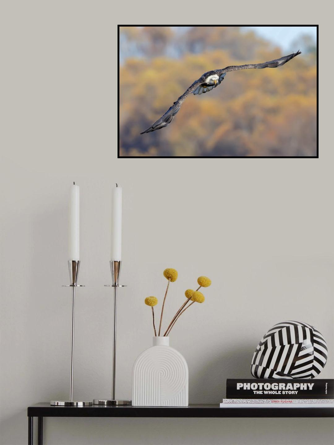 BaldEagle-3 Poster och Canvastavla