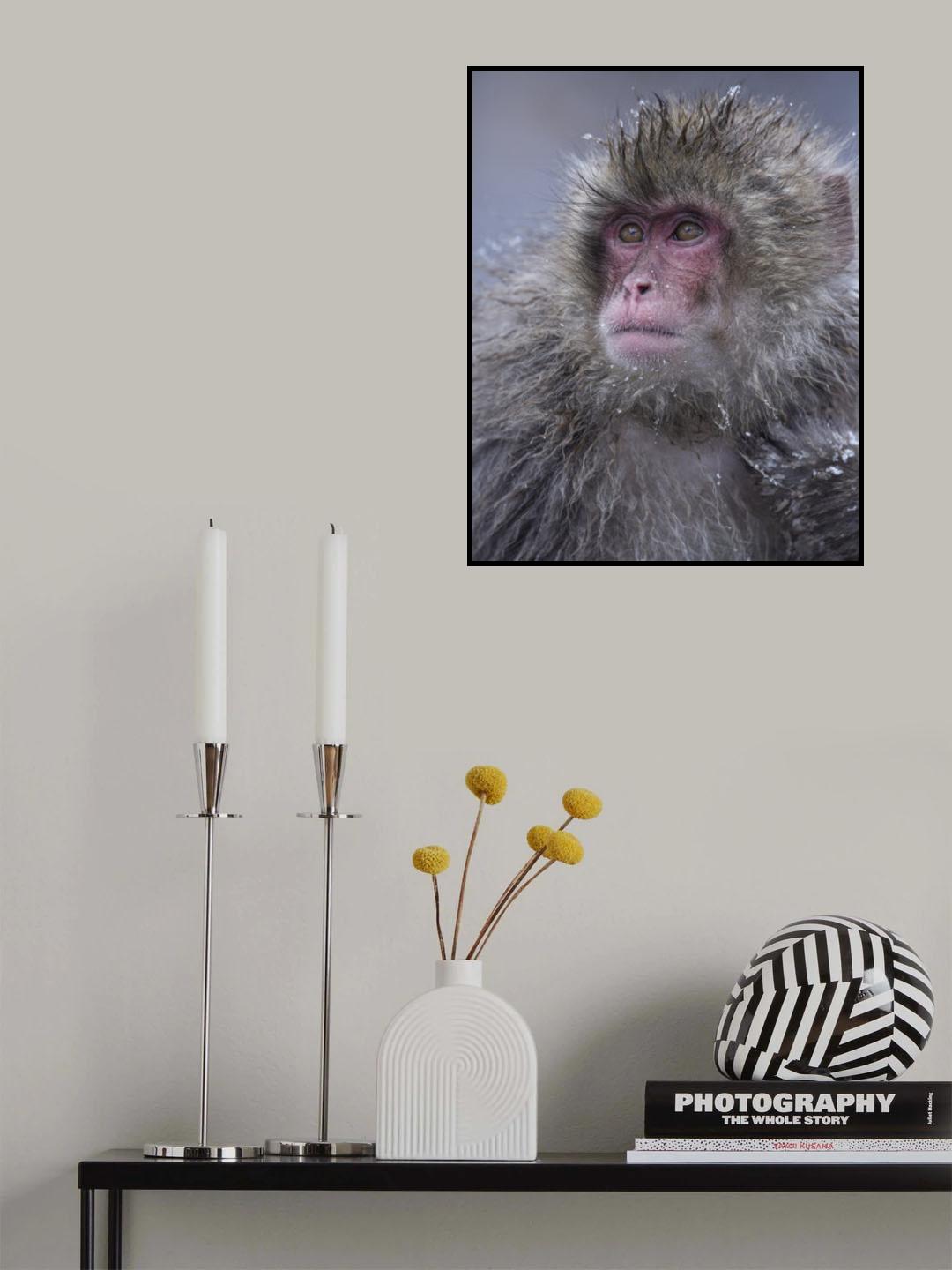 Handsome Snow Monkey Poster och Canvastavla