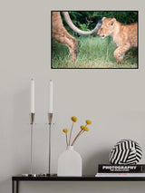 Mum's tail Poster och Canvastavla