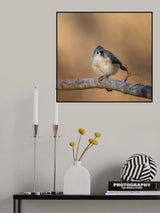 Tufted titmouse Poster och Canvastavla