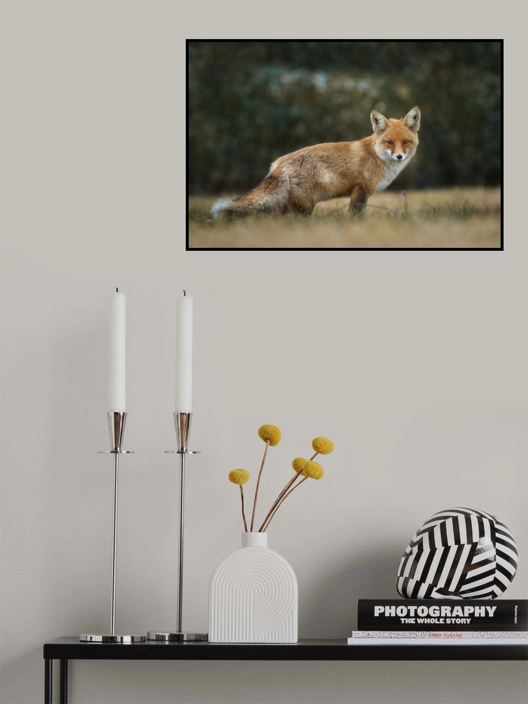 Red Fox Poster och Canvastavla