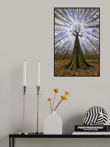 Four centuries tall Poster och Canvastavla