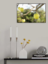Apples Poster och Canvastavla