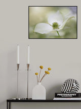 Cornus Kousa Miss Satomi Poster och Canvastavla