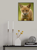 Red Fox Cub Poster och Canvastavla